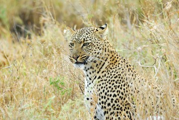 Leopard in the savannah, Serengeti National Park, Tanzania