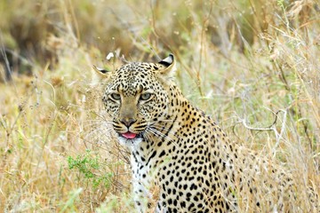 Leopard in the savannah, Serengeti National Park, Tanzania