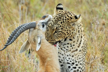Leopard catching a prey, Serengeti National Park, Tanzania