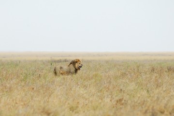 Lion in the savannah, Serengeti National Park, Tanzania