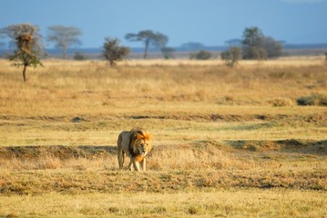 Naklejka na ściany i meble Lion in the savannah, Serengeti National Park, Tanzania