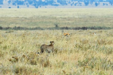 Naklejka na ściany i meble Cheetah in the savannah, Serengeti National Park, Tanzania
