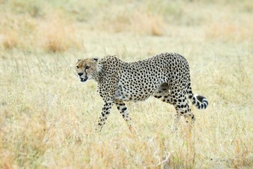Cheetah in the savannah, Serengeti National Park, Tanzania