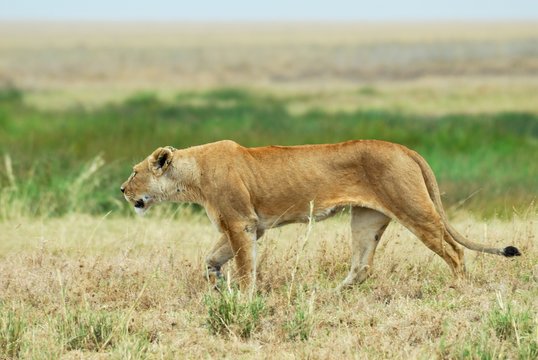 Lion in the savannah, Serengeti National Park, Tanzania
