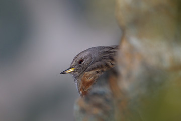 animal
