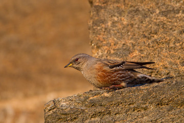 animal