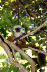 white-headed lemur Madagascar wildlife