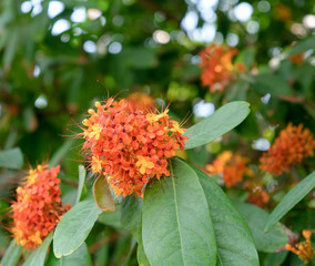 Orange West Indian Jasmine.