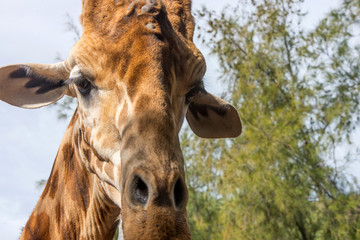 GIRAFE EN GROS PLAN