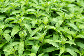 mint plant grown at vegetable garden