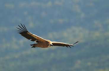 Fototapeta premium animal