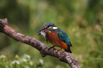 animal
