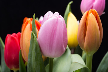 colorful bouquet of fresh spring tulip flowers