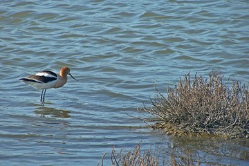 Single American Avocet (Recurvirostra Americana) Foraging in Shallow Water, Daytime - Northern California