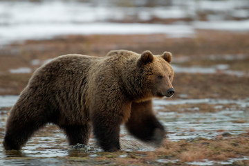 Obraz premium animal