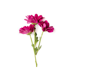 pink chrysanthemum in white background with place for your text