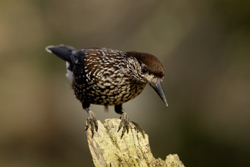animal