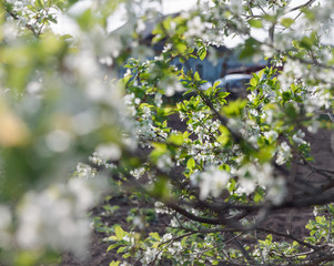 blooming bunches of plum closeup