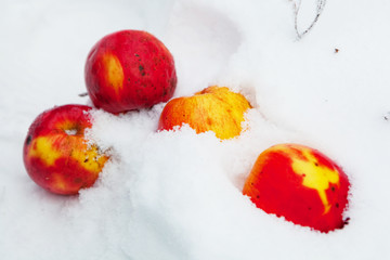 Apples on the snow in the Carpathian Mountains, Borzhavsky Range, Gimba Mountain