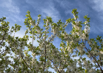 blooming bunches of plum on blue sky background