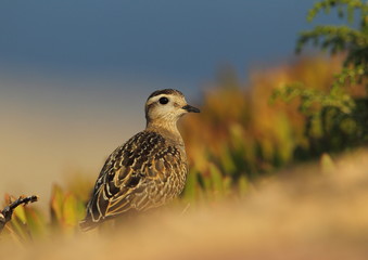 animal