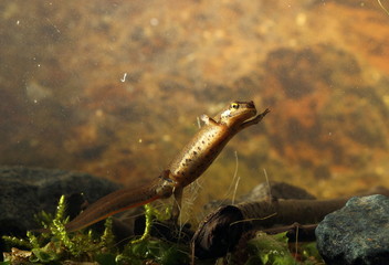 animal