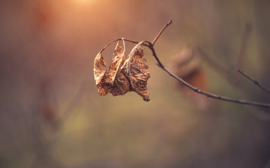Dry leaf on tree