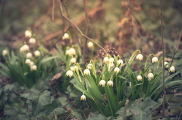 Snowflake flowers in a garden