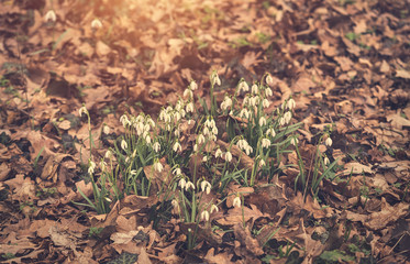 Closeup photo of snowdrop flower