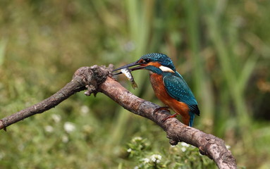 animal