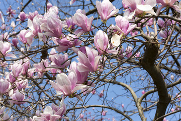 flowering Magnolia tree, pink flowers on blue sky background, spring