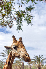 repas des girafes