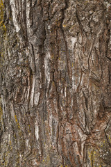 Old tree rough bark, natural texture