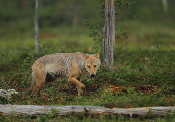 animal
