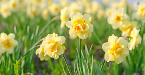Duft- und Blütenrausch: leuchtend gelbe Osterglocken :)
