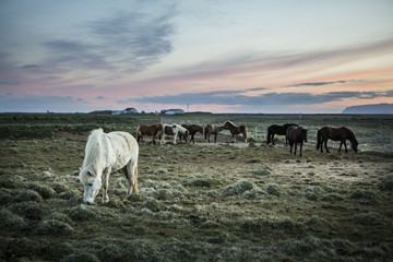 Icelandic Horses, iceland