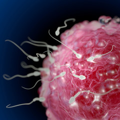 3d illustration of sperm and egg cell