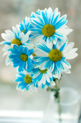 Blue and white aster flowers in a glass vase.