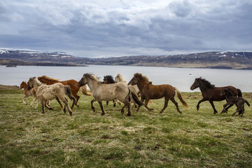 Icelandic Horses, iceland