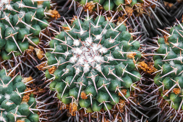 Mammillaria cerropietro