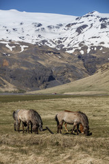 Naklejka na ściany i meble Icelandic Horses, iceland