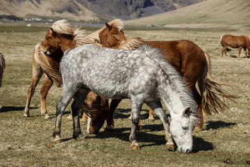 Icelandic Horses, iceland