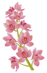Cymbidium -pink orchid