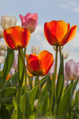 Field of bright colorful tulips against blue sky in the Moscow park in spring sunny day