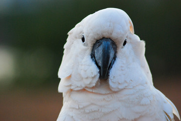 moluccan cockatoo