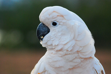 moluccan cockatoo