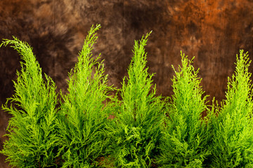 Monterey cypress, Cupressus macrocarpa