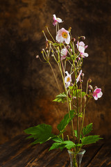 Chinese anemone in vase