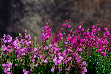 Irish cross-leaved heath