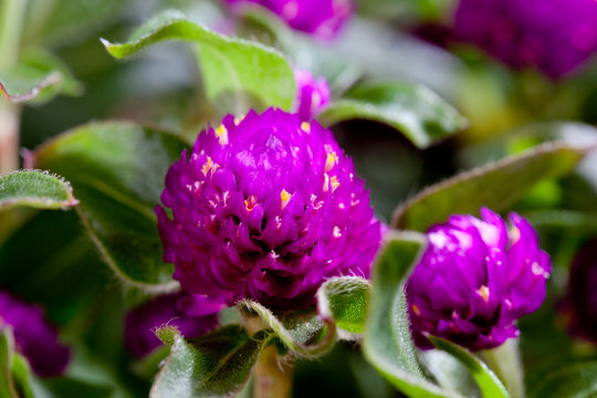 Globe amaranth